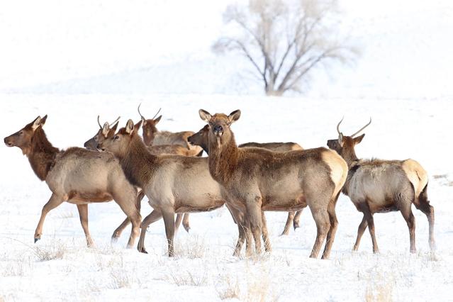 National Elk Refuge